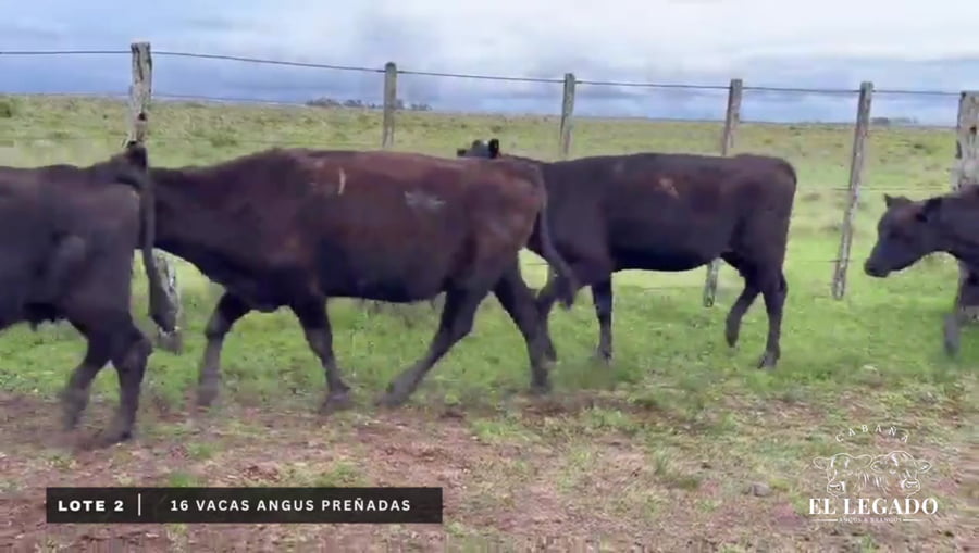 Lote Vacas Angus preñadas