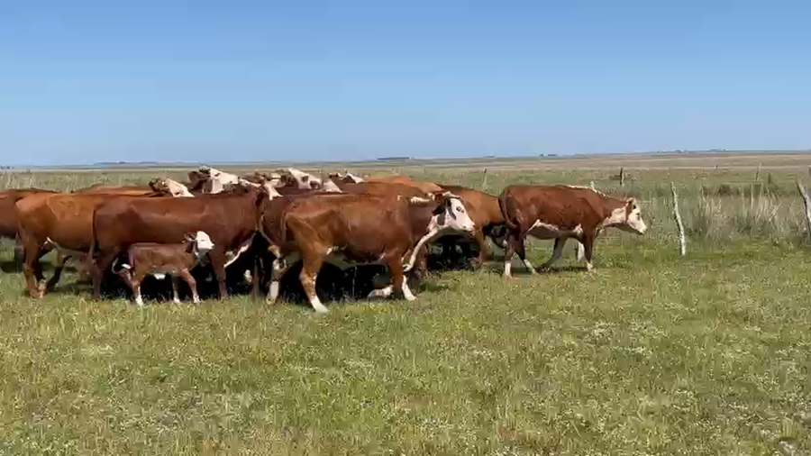 Lote 35 Vientres preñados en Corrientes, Mercedes