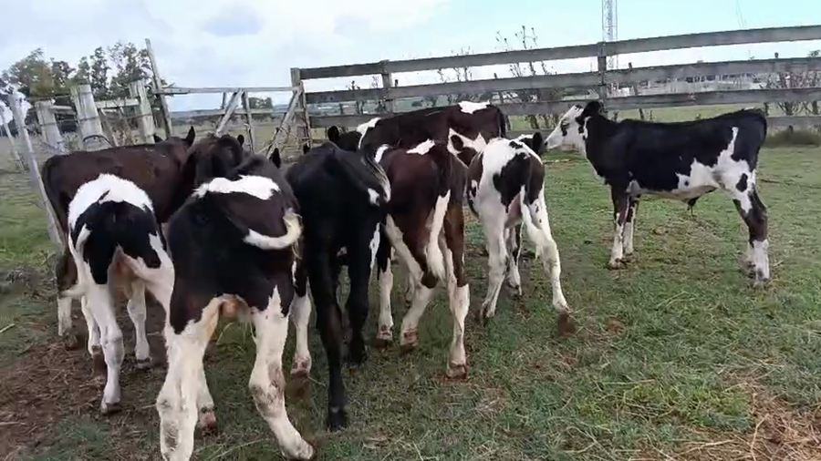 Lote 9 Terneros a remate en Pantalla Camy - Aniversario 31 Años, San José