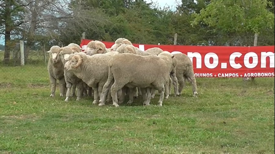 Lote 3 Carneros 4 dtes. 18.41 / 18.44 / 18.57