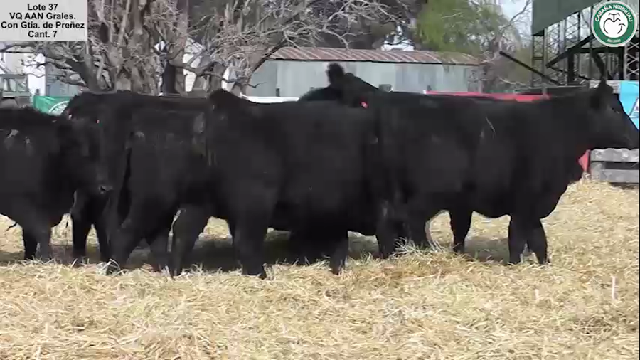 Lote VAQUILLONAS GENERALES CON GARANTÍA DE PREÑEZ