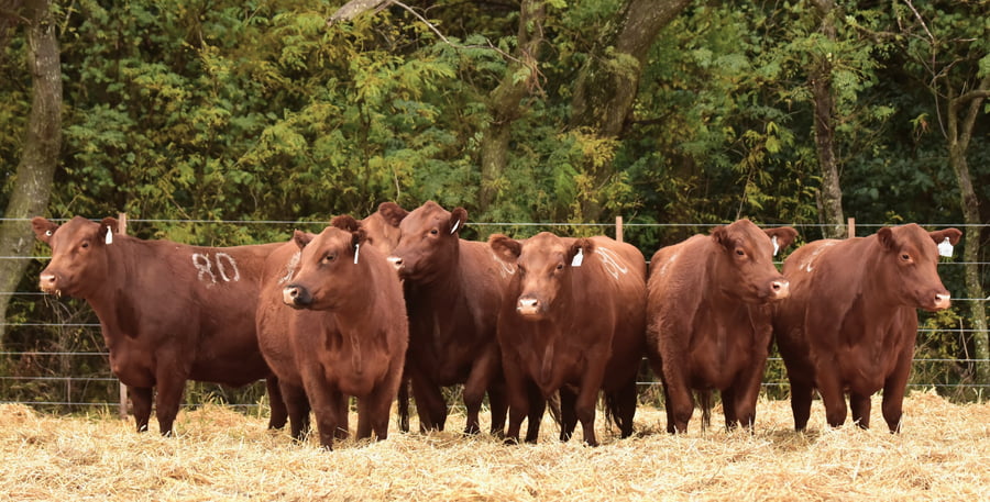 Lote VACAS ANGUS 2° SERV