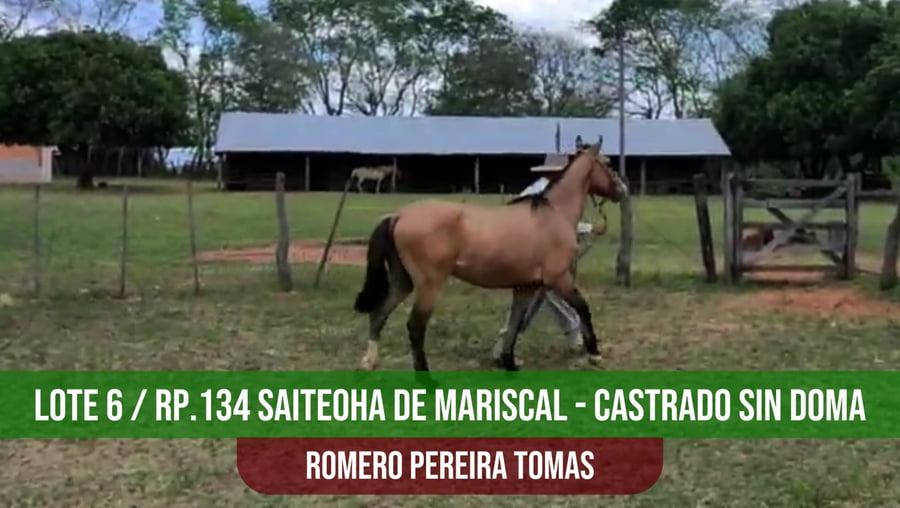 Lote TRP SAITE´OHA DE MARISCAL