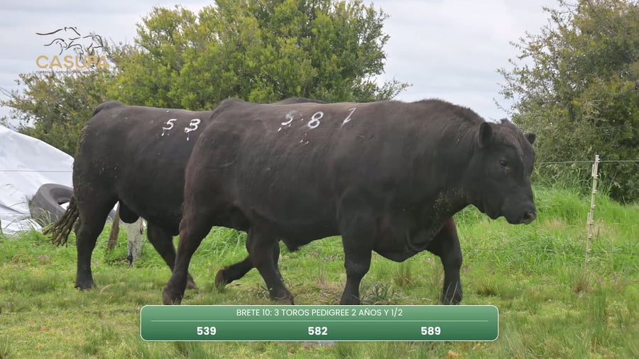 Lote TOROS PEDIGREE 2 AÑOS Y 1/2