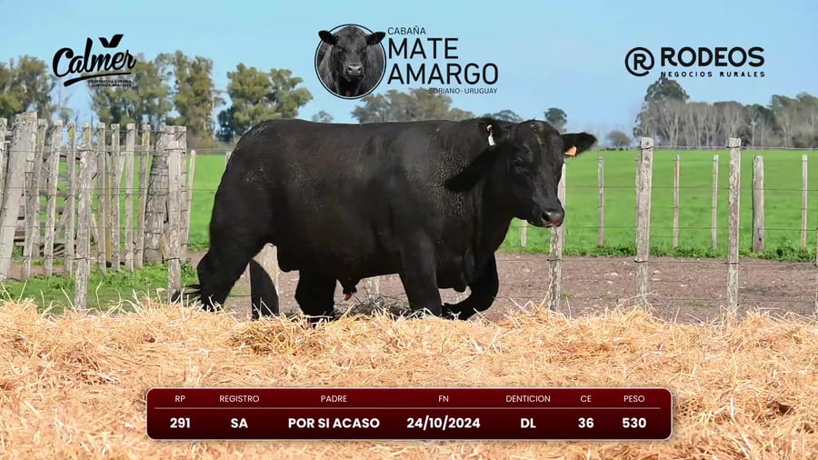 Lote RP 291 SA