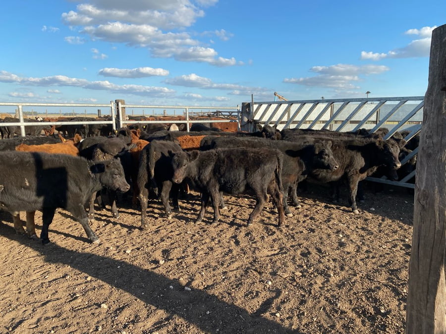 Lote 30 Terneros/as en Tres Arroyos, Buenos Aires