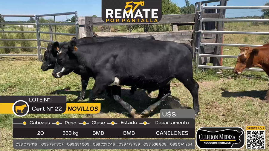 Lote 20 Novillos en Otra Localidad, Canelones