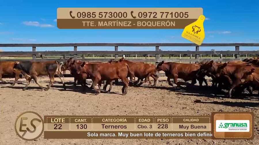 Lote Lote 22