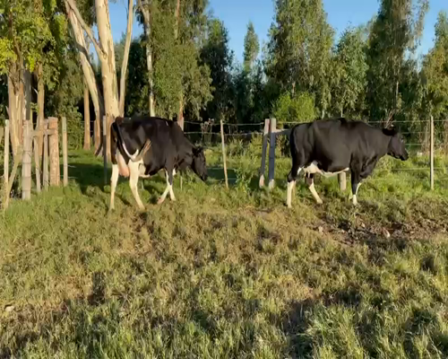 Lote (Vendido)2 Vaca HOLANDO a remate en Entre Martillos en CARRETA QUEMADA