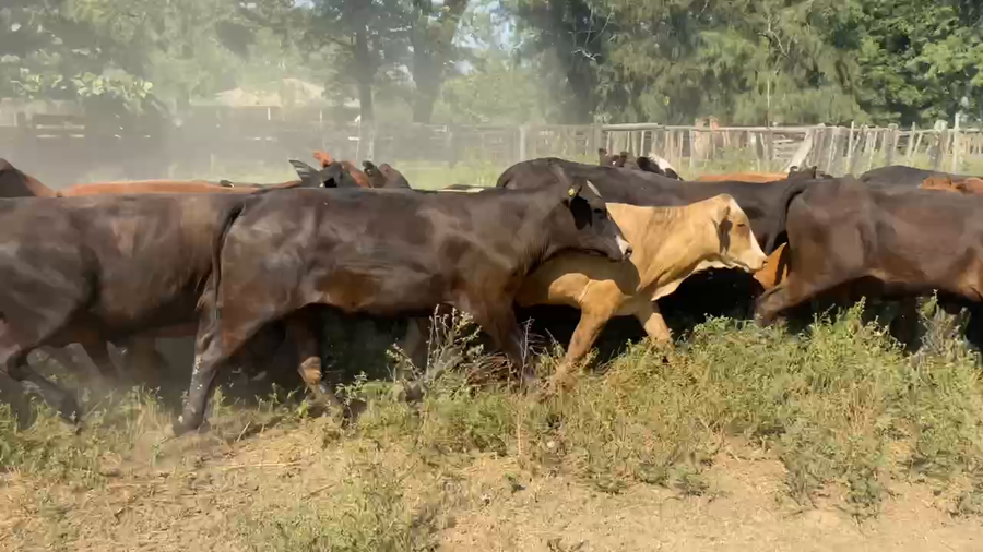 Lote 100 Novillitos y vaquillonas en Riacho He-He, Formosa