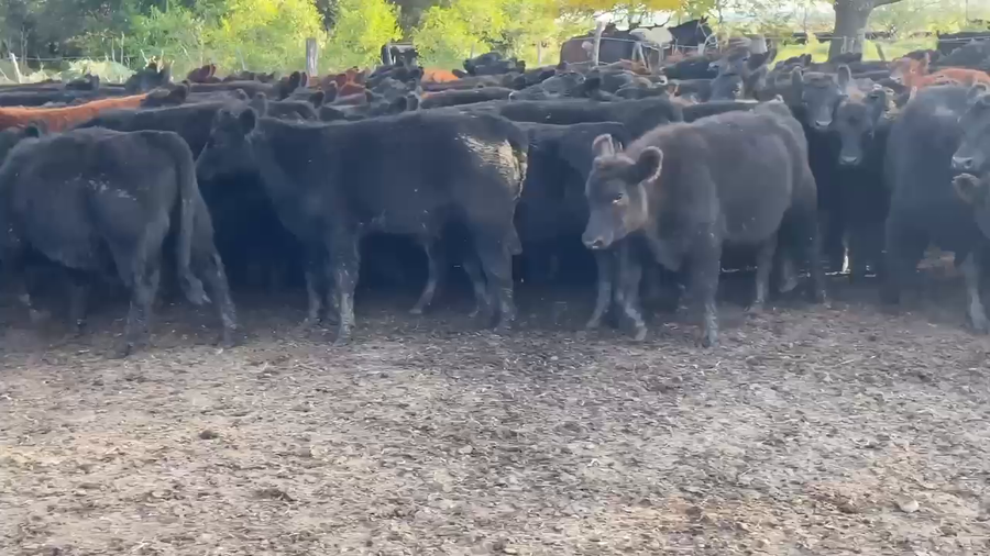 Lote 120 Terneros