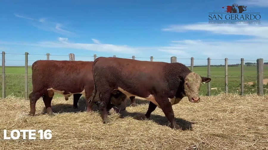 Lote Toros Polled Hereford