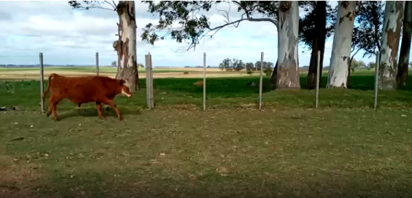 Lote 31 Terneros en Soriano