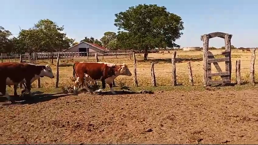 Lote 80 Novillos en Corrientes, Curuzú-Cuatiá