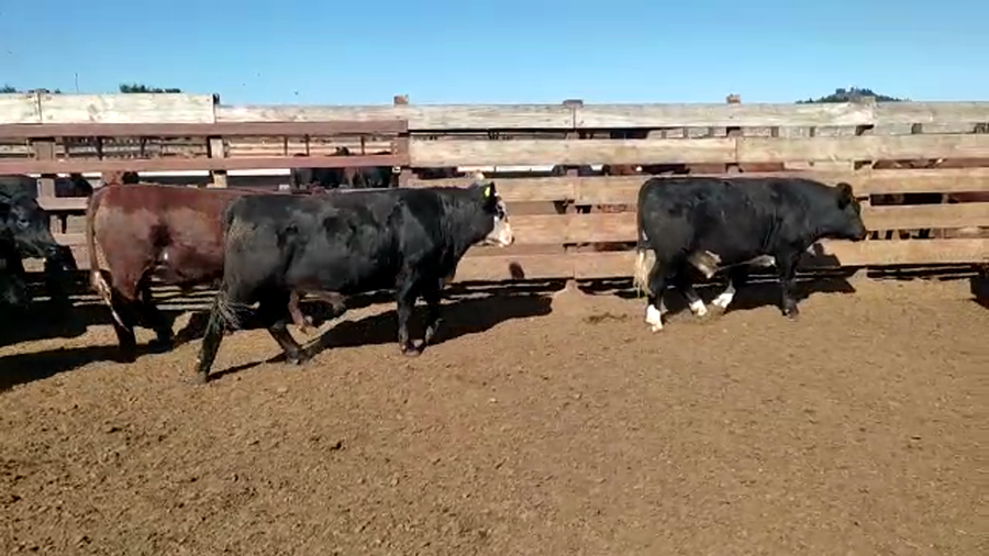 Lote 20 Novillo Gordo en Los Ángeles, VIII Región Biobío