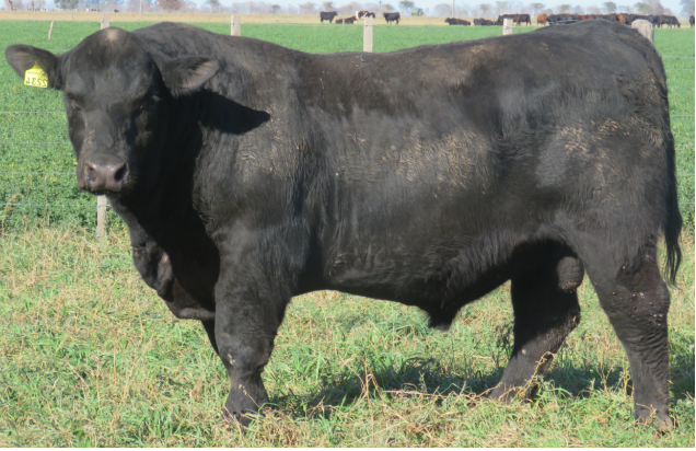 Lote Toros  Angus -  Don Pedro