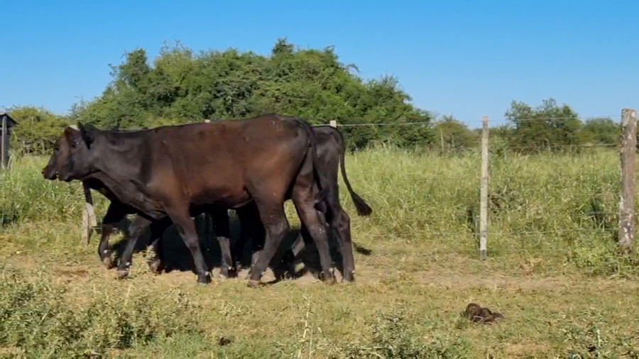Lote 42 Vaquillonas C/ gtia de preñez