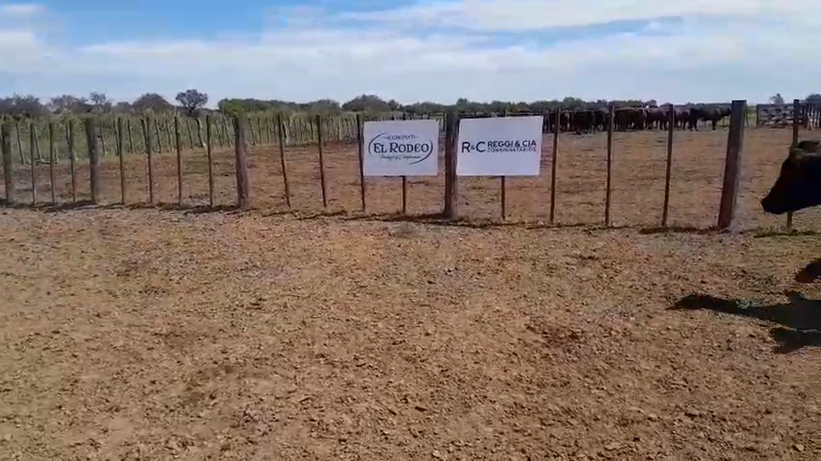 Lote 35 Novillo Exportacion UE HILTON