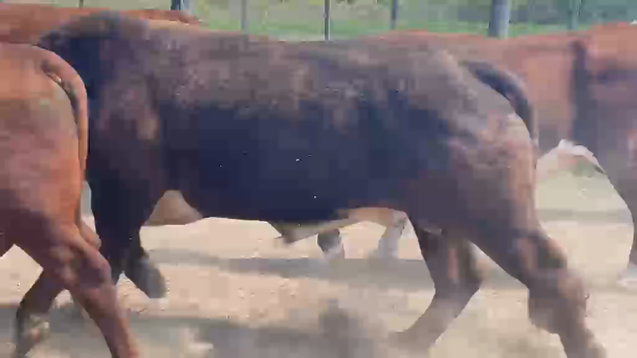 Lote 9 Toros