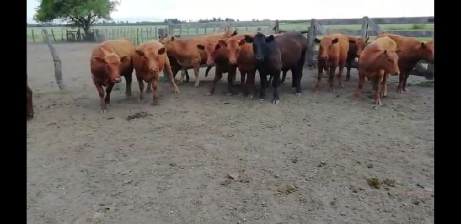 Lote 30 Vaquillonas en Villaguay, Entre Ríos