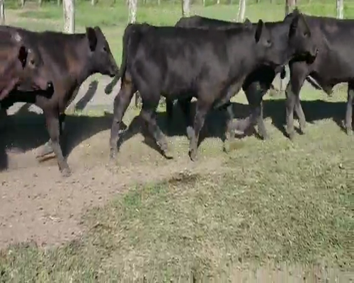 Lote 70 Terneros en Villaguay, Entre Ríos