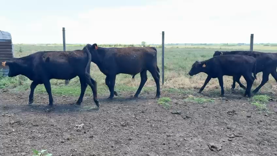 Lote TERNEROS Y TERNERAS