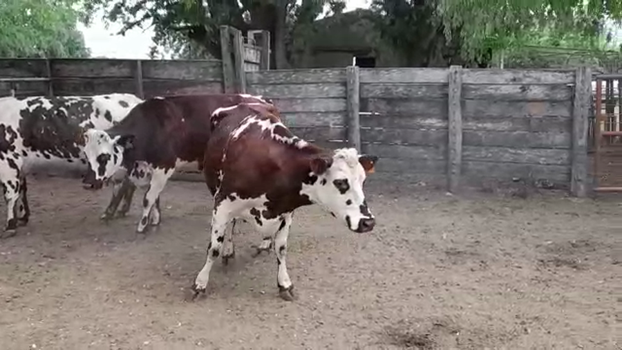 Lote VACAS SN EN PRODUCCION
