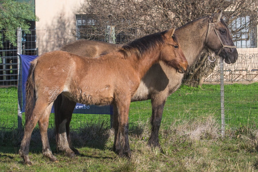 Lote LAS NAZARENAS PRENDADA