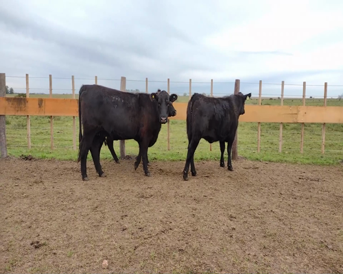 Lote EST. “TRES MOLINOS”de Gonzalez Pino SRL VAQUILLAS GENERALES PREÑADAS NEGRAS