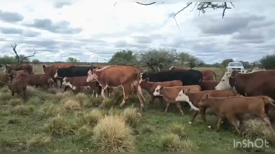 Lote 120 Terneros/as a término en Corrientes, Curuzú-Cuatiá