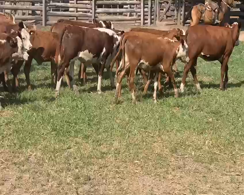 Lote 500 Terneras en Gral. San Martín, Chaco