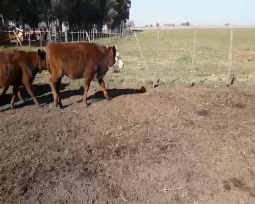 Lote 73 Terneros en Gral. Lamadrid, Buenos Aires