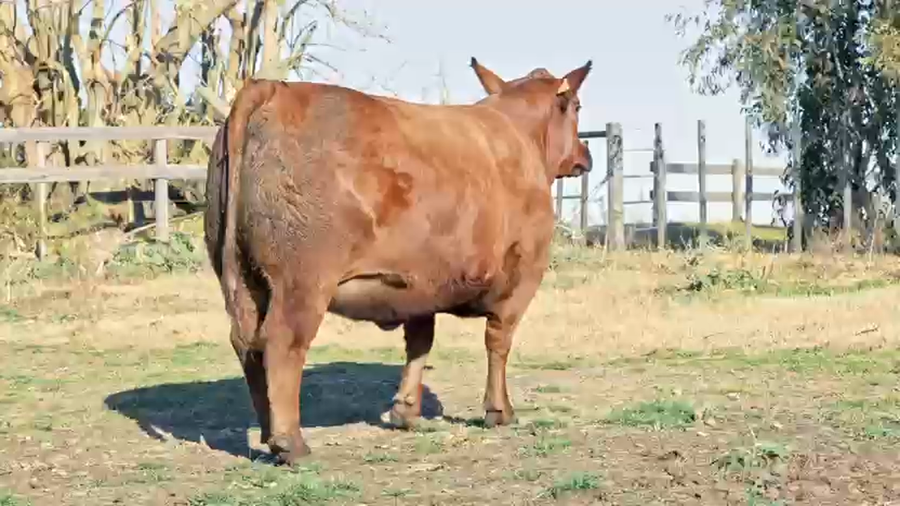 Lote PARRILLA 478 SORPRESA 296 MELLIZA FIV