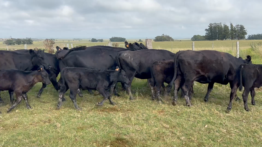 Lote 54 Piezas de cría en Valizas, Rocha