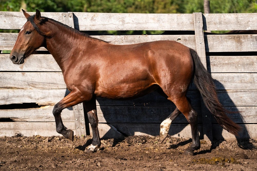 Lote OLLAGUA BOINA (Oculto)
