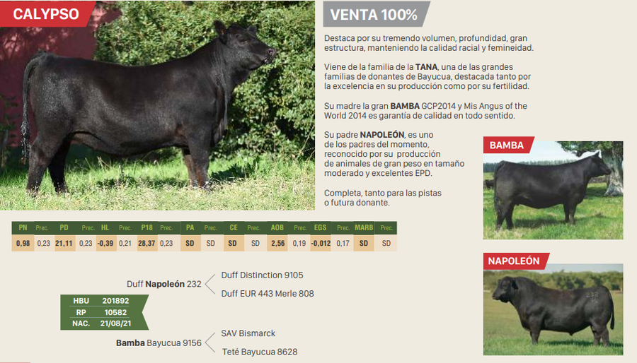 Lote CALYPYSO DESCARADA