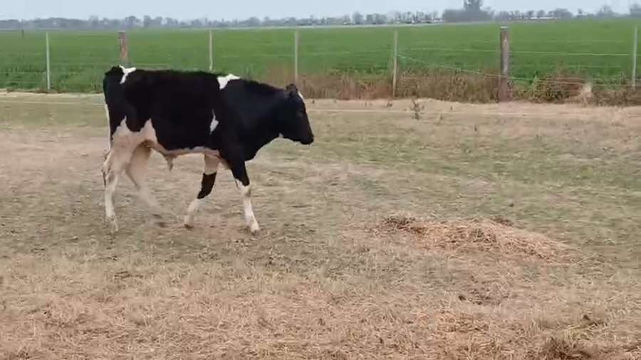 Lote 5 Terneros Holando Argentino en Col. Aldao, Santa fe