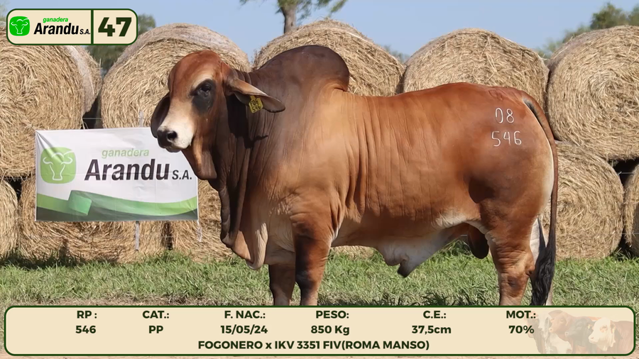 Lote LOTE 47