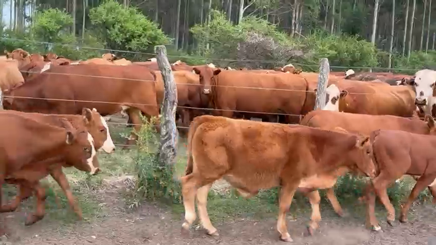 Lote 50 Terneros/as en Corrientes, Mocoretá