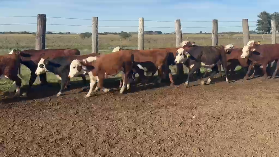 Lote 100 Terneros en Corrientes, San Roque