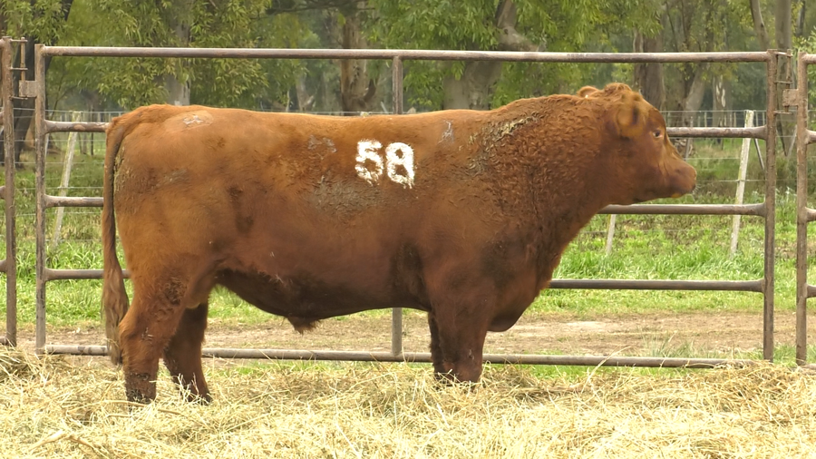 Lote TOROS ANGUS COLORADOS  PC