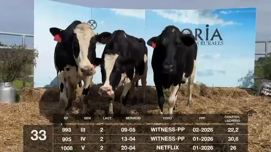 Lote VACAS EN PRODUCCIÓN PREÑADAS