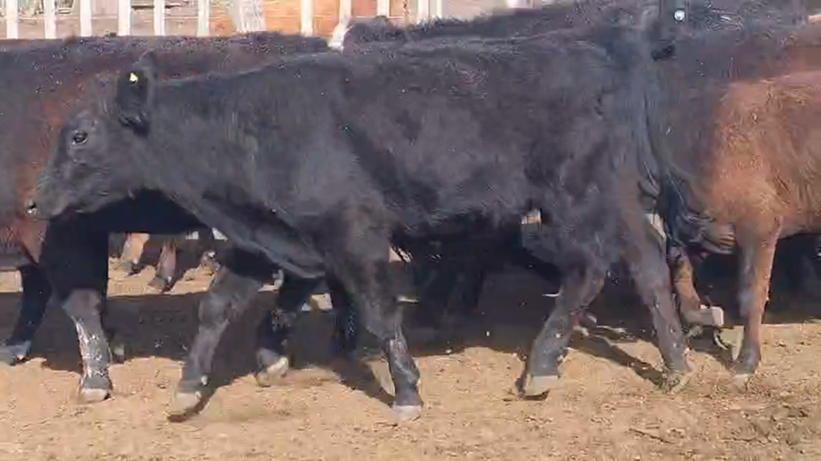 Lote Machos - Bragados Bs As