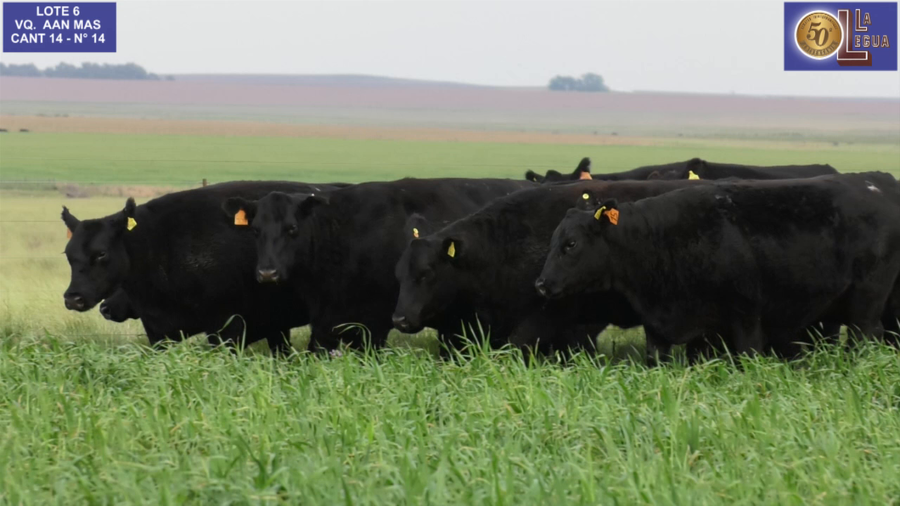 Lote VAQ. ANGUS NEGRAS MAS C/GTÍA DE PREÑEZ
