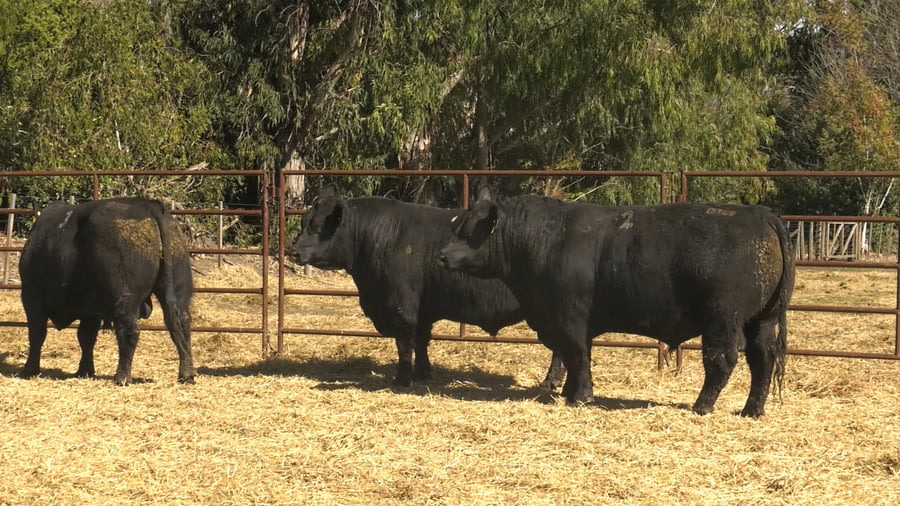 Lote TOROS PUROS DE PEDIGREE