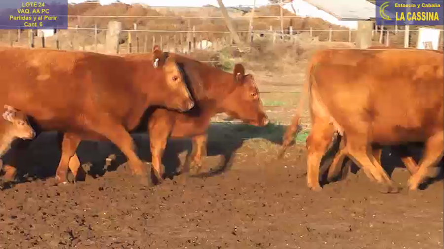 Lote VAQUILLONAS ANGUS PC PARICION AGO/SEP/OCT