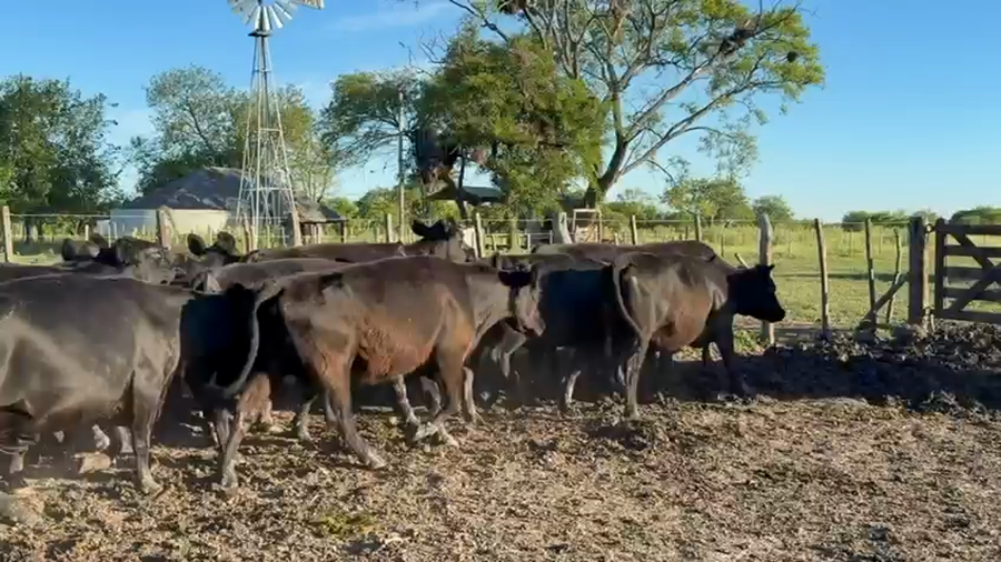 Lote 30 Vacas de invernar en Entre Ríos, Federal