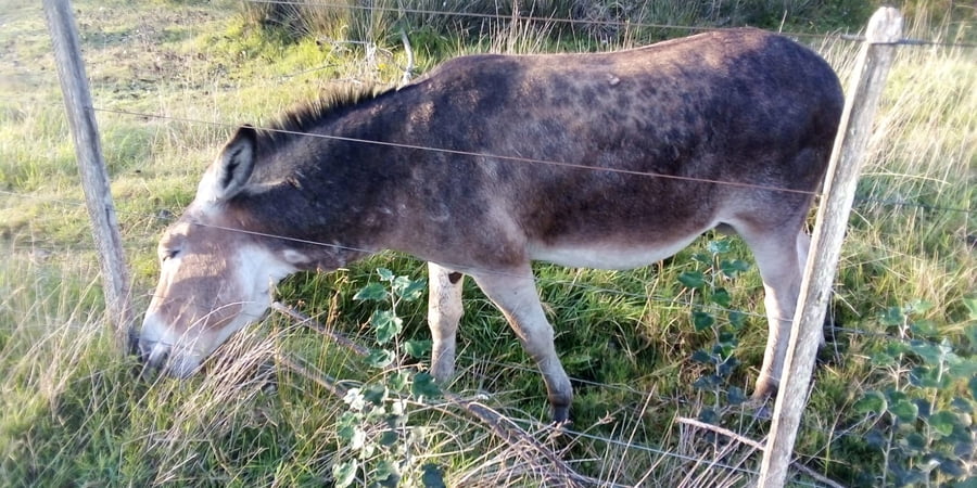 Lote 1 Burro para majada
