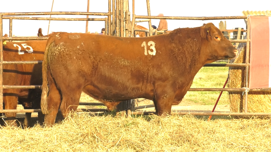 Lote TOROS ANGUS COLORADOS  PC