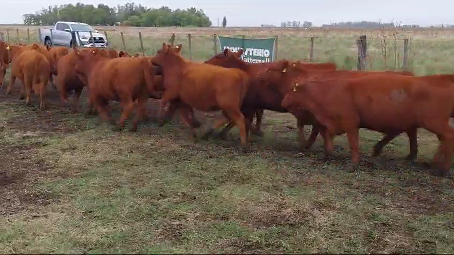 Lote 65 Vaquillonas en Huanguelen